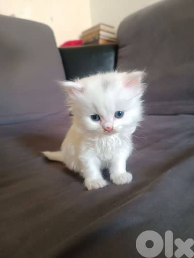 البركات الضاحية بيروت