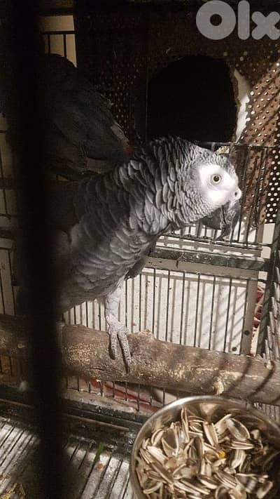 جوز بغبغات شغال 100%