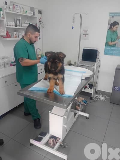 Female German shepherd for sale