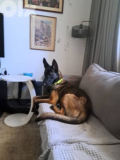 مالينوا مدرب طاعه كامله عمر ١١شهر