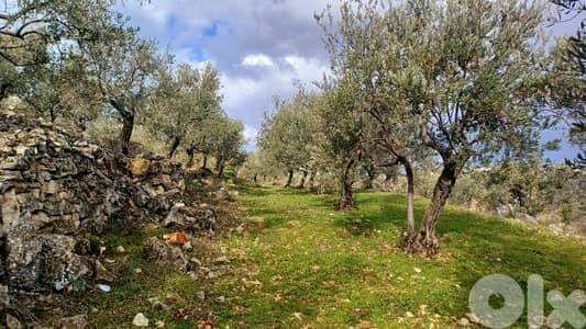 lands for sale in Mejdel-koura أرض رائعة الجمال في مجدل الكورة