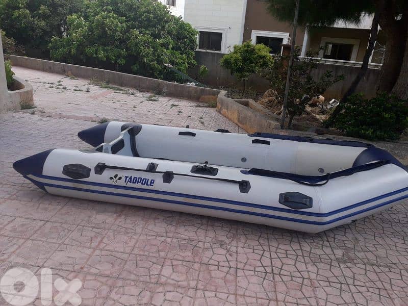 tadpole zodiac 380 1