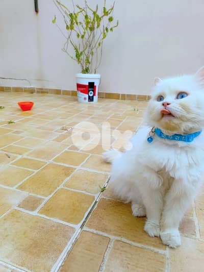 lal tabane 3omro 3 snin