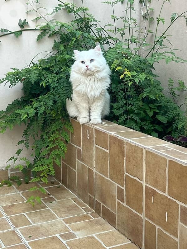 lal tabane 3omro 3 snin 1