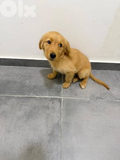 Golden female puppy