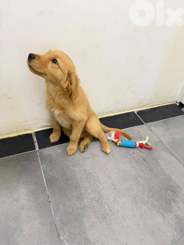 Golden female puppy 1