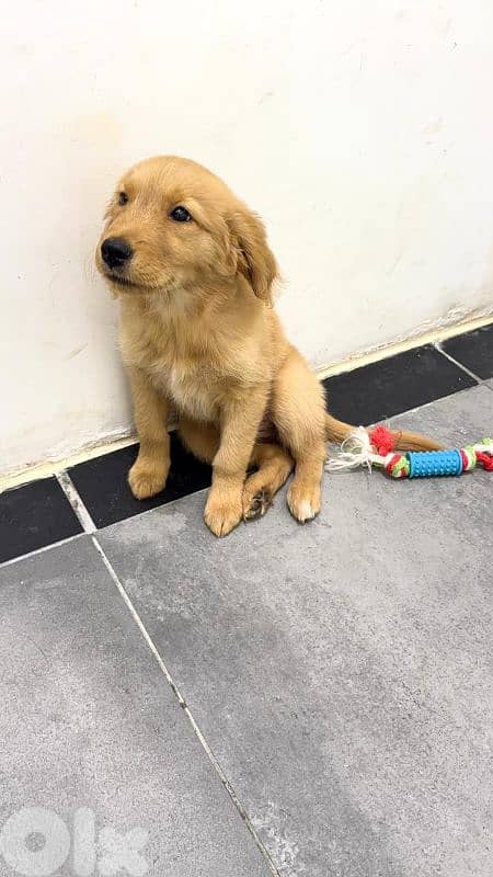 Golden female puppy 2