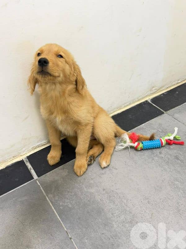 Golden female puppy 3