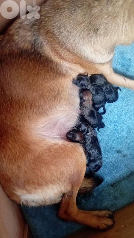 chahren 5 dakar 4 10