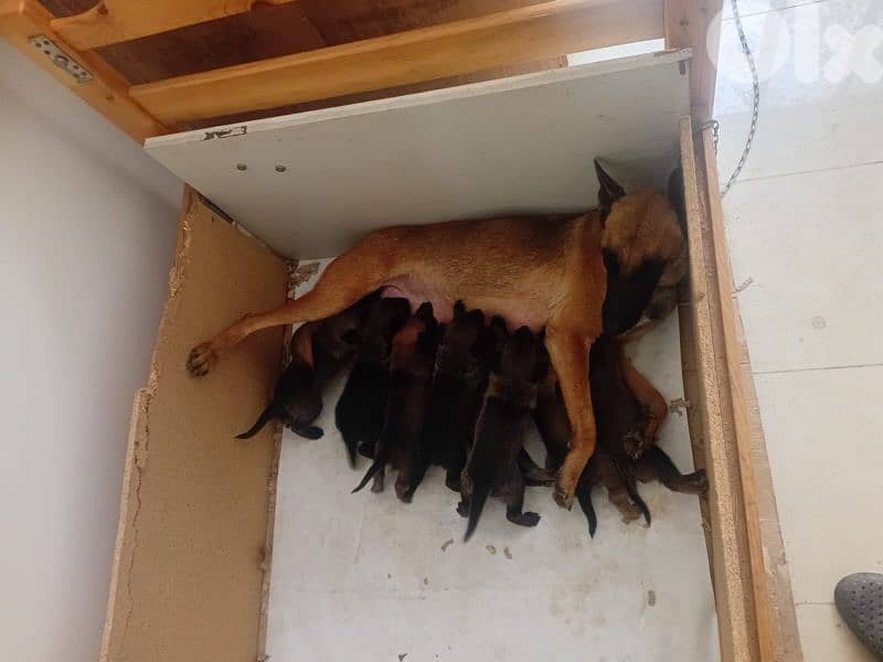 chahren 5 dakar 4 11