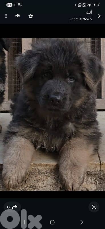 للبيع جراء الراعي الألماني.