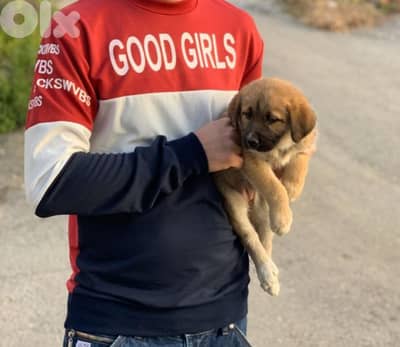 Pet Sitter – Dog and Cat Care