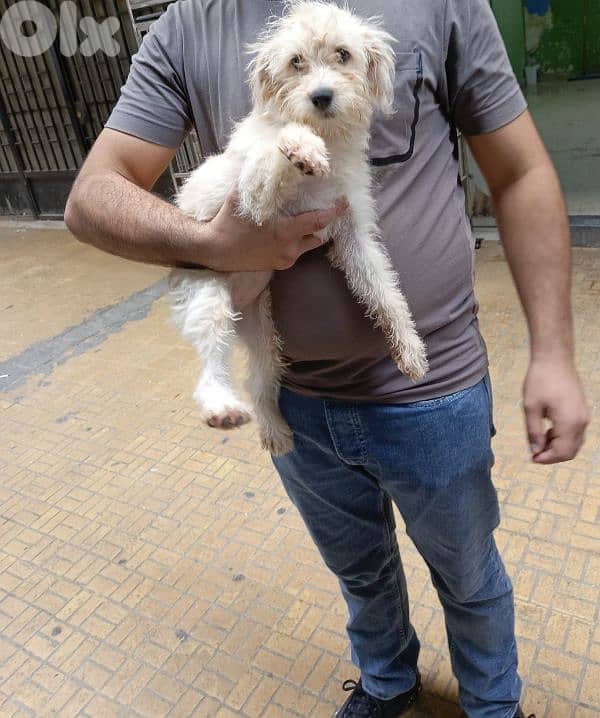 Pet Sitter – Dog and Cat Care 1