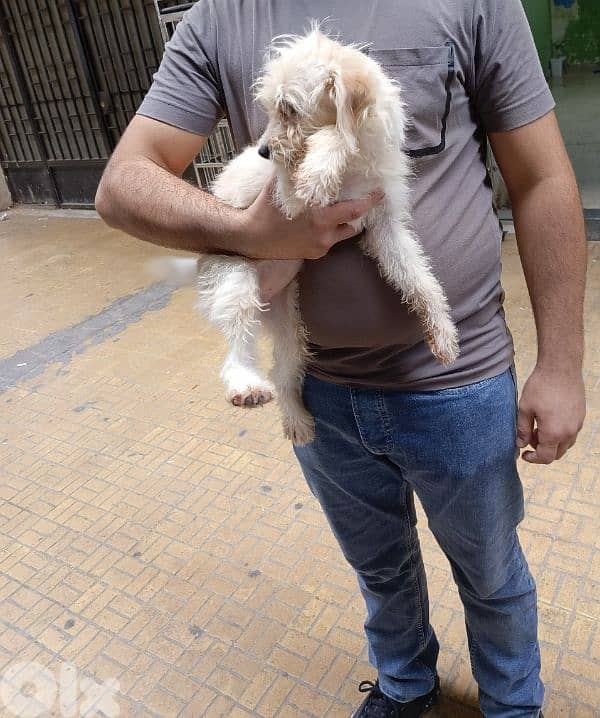 Pet Sitter – Dog and Cat Care 2