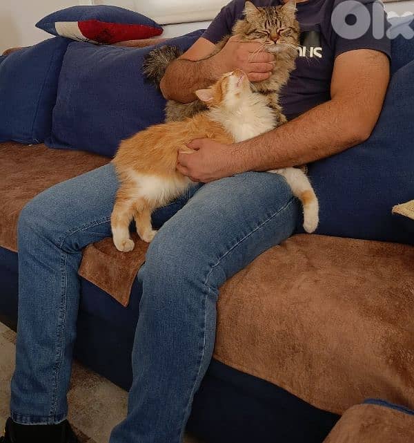 Pet Sitter – Dog and Cat Care 3