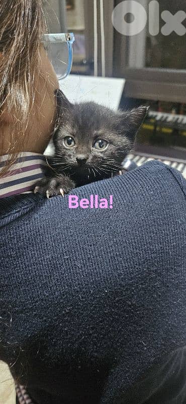 kitten British short hair for adoption