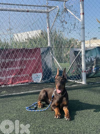 Best quality Doberman