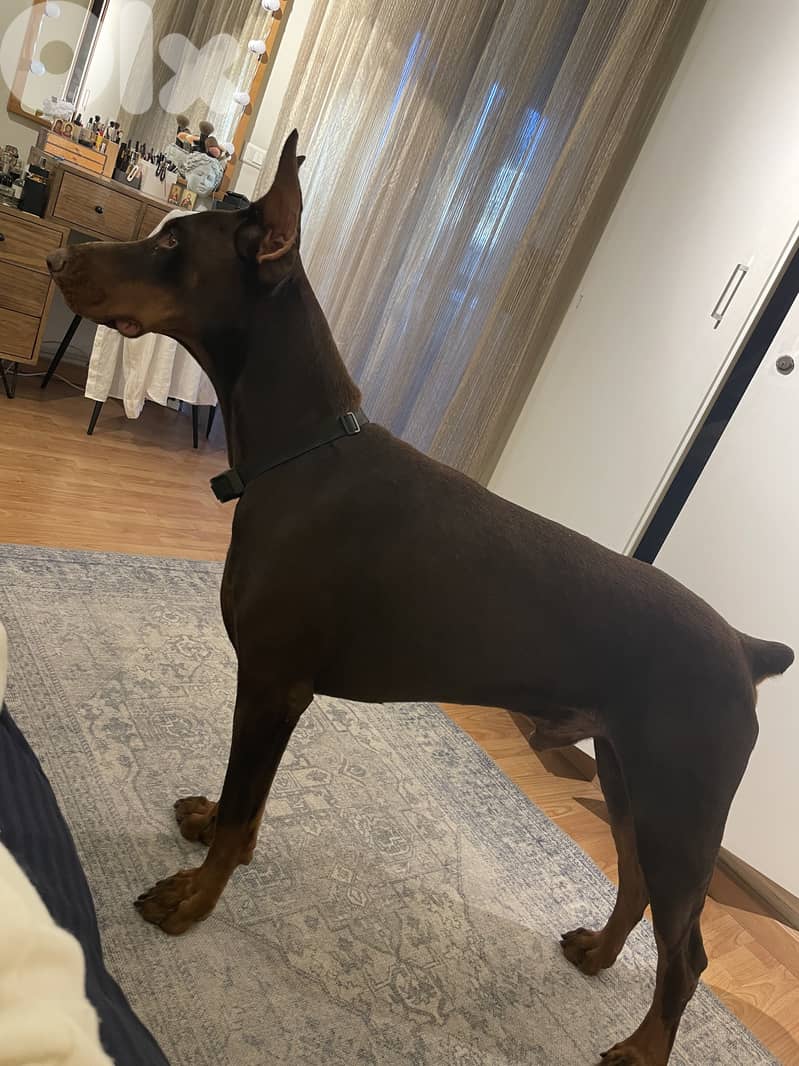 Best quality Doberman 2