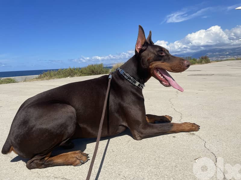 Best quality Doberman 3