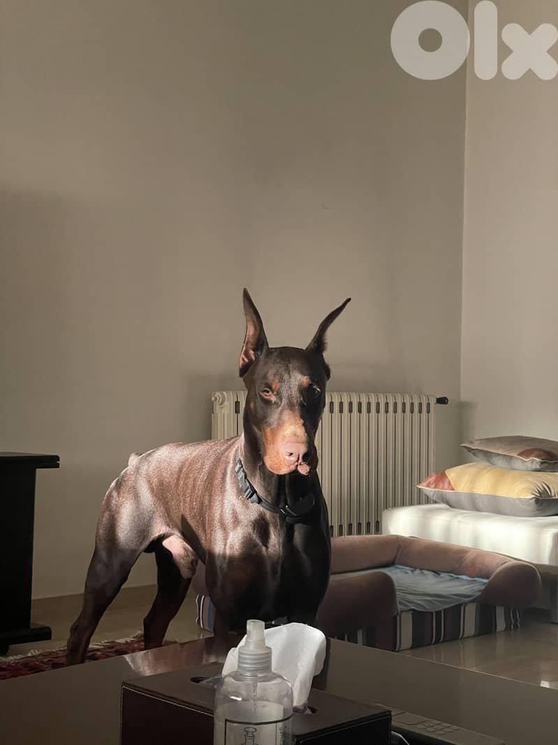 Best quality Doberman 4