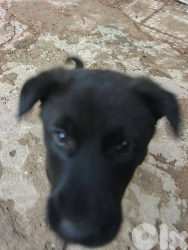 Black lebrador retriever 1