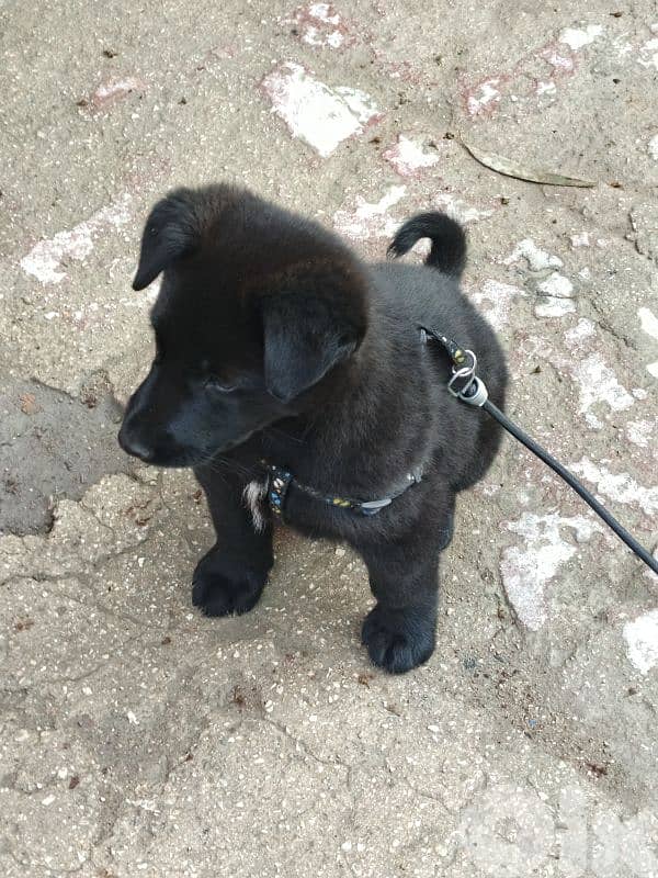 Black lebrador retriever 2