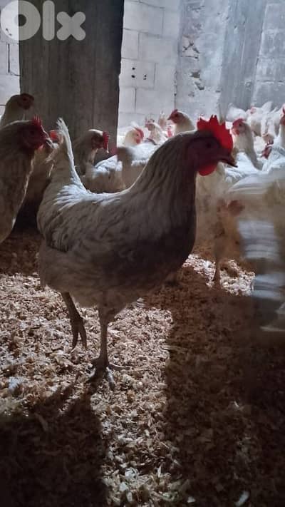 فراخ صونيا عمر ٨ شهور 5$ 76419998