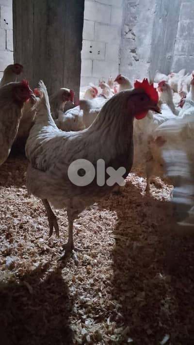 فراخ صونيا عمر ٨ شهور 5$ 76419998