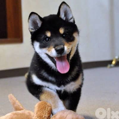 A Perfect Shiba Inu Puppy in store| Delivery| dog كلاب