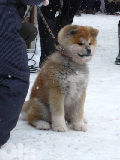 Japanese Akita Puppies| dog كلاب | delivery
