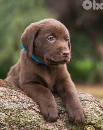 Chocolate Labrador Retriever Puppies| dog كلاب