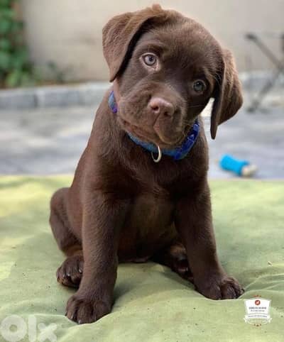 Chocolate Labrador Chocolate Puppies | dog كلاب