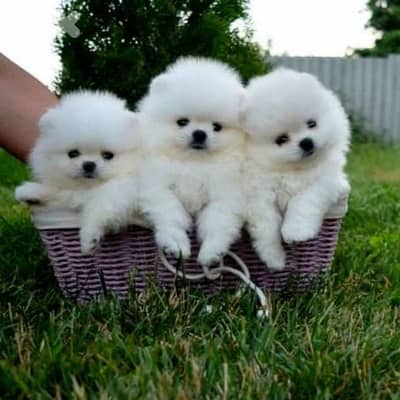 Pomeranian Teacup Imported |dog كلاب