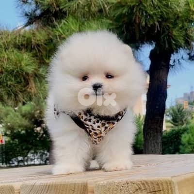 Teacup Size Pomeranian White Puppies |dog كلاب