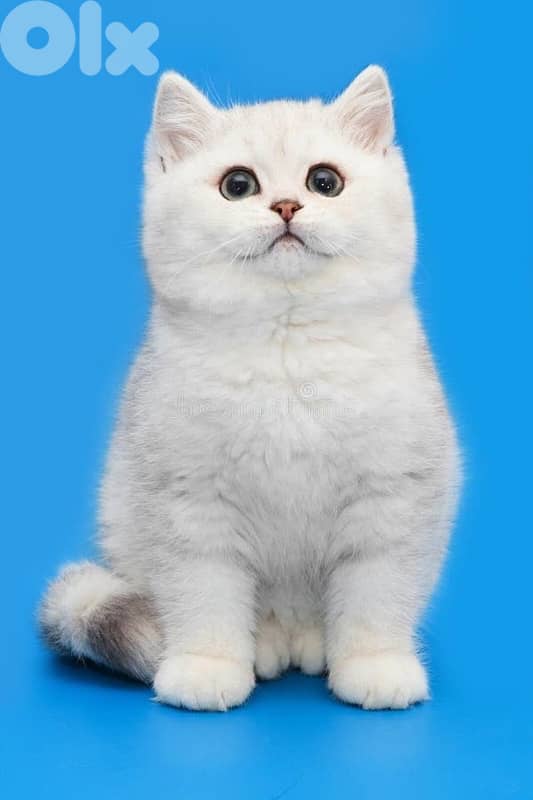 british gold 70485808 1