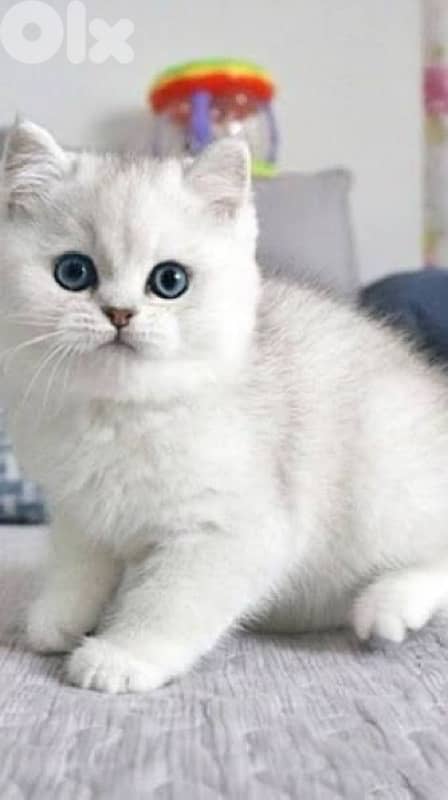 british gold 70485808 2