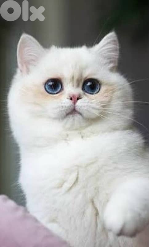 british gold 70485808 3