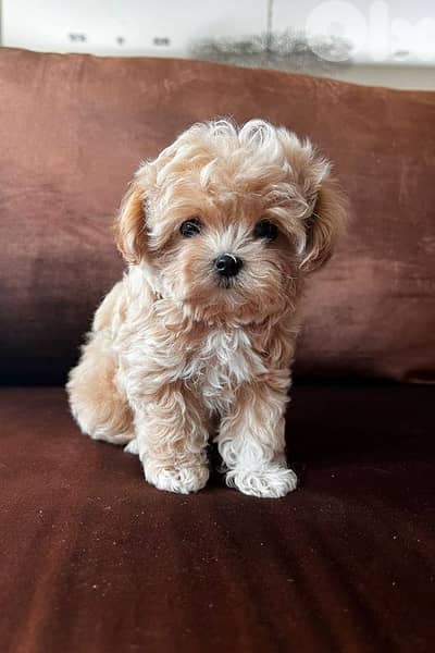 Toy Maltipoo Puppies in store | dog كلاب | delivery