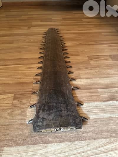 longnose saw shark