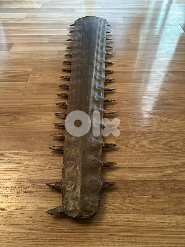 longnose saw shark 1