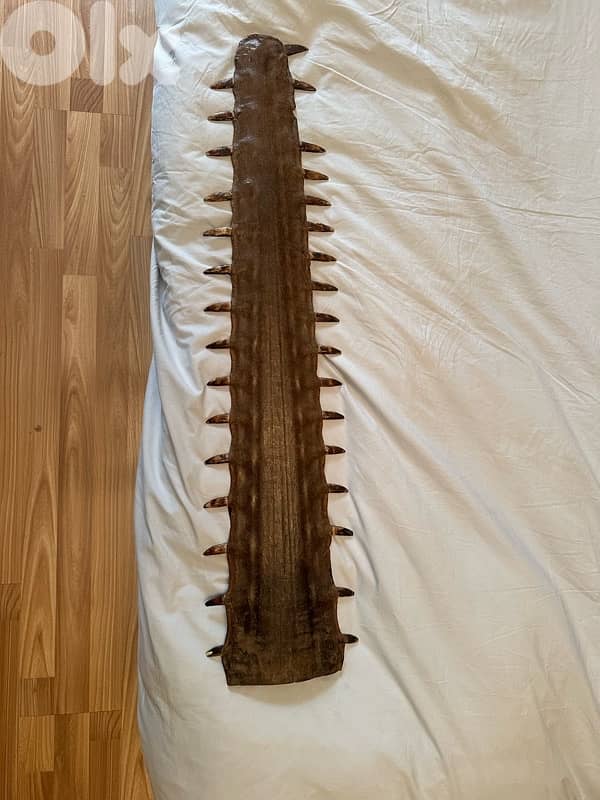 longnose saw shark 2