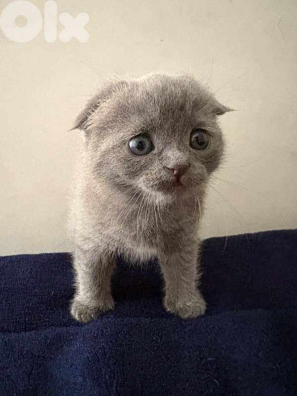scottish fold 2