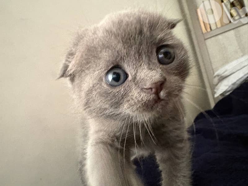 scottish fold 3
