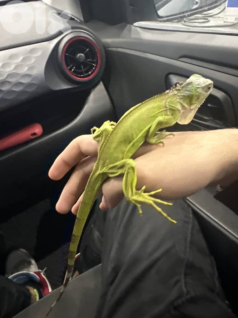 Iguana for sale 1