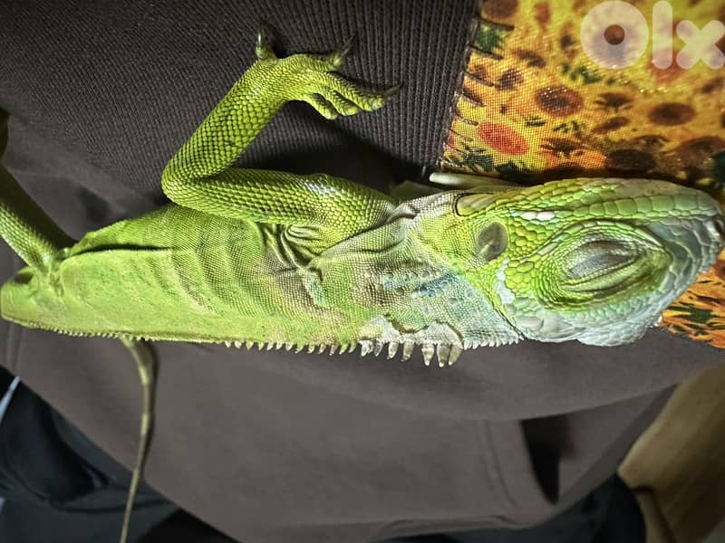 Iguana for sale 2