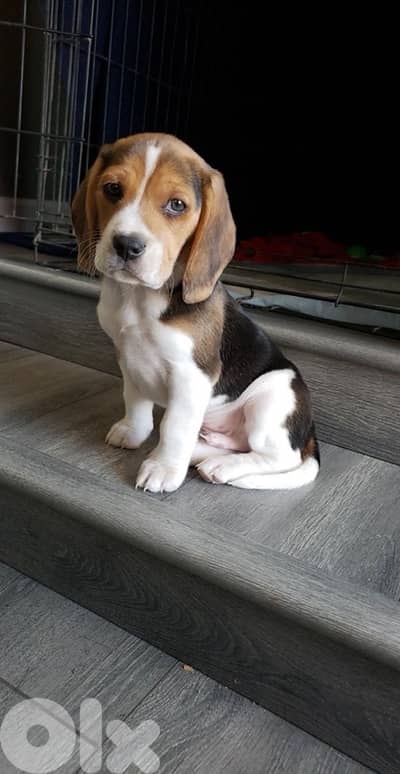 Beagle puppy