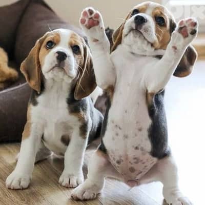 beagle puppies delivery