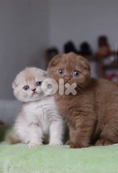 scottish brwon and gold