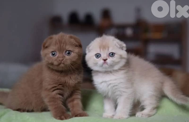 scottish chocolate 1