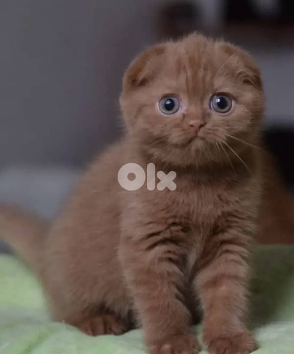 scottish chocolate 2